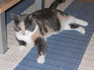 Kissat_2005_1108_030.jpg