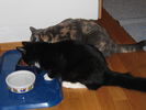 Kissat_2005_1108_070.jpg