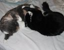 Kissat_2005_1108_079.jpg