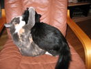 Kissat_2005_1108_084.jpg