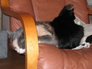 Kissat_2005_1111_007.jpg