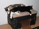 Kissat_2005_1111_012.jpg