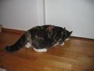 Kissat_2005_syksy_032.jpg