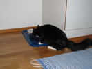 Kissat_2005_syksy_039.jpg
