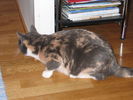 Kissat_2005_syksy_048.jpg