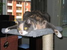 Kissat_2005_syksy_007.jpg