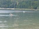 Lago_di_Garda_200607_0035.jpg