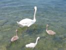 Lago_di_Garda_200607_0083.jpg