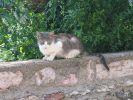 Malcesine_200607_4090.jpg