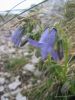 Monte_Baldo_200607_5110.jpg