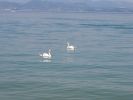 Sirmione_200607_6058.jpg