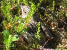 200607_Hossa_045.jpg