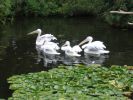 200704_Tenerife_Loro_Parque_002.jpg