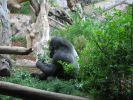 200704_Tenerife_Loro_Parque_004.jpg