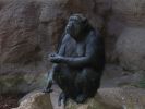 200704_Tenerife_Loro_Parque_005c.jpg