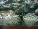 200704_Tenerife_Loro_Parque_008.jpg
