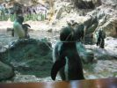200704_Tenerife_Loro_Parque_009.jpg