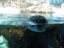 200704_Tenerife_Loro_Parque_016.jpg