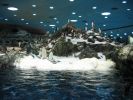 200704_Tenerife_Loro_Parque_018.jpg