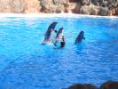200704_Tenerife_Loro_Parque_040.jpg