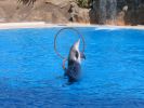 200704_Tenerife_Loro_Parque_048.jpg