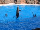 200704_Tenerife_Loro_Parque_049.jpg
