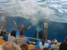 200704_Tenerife_Loro_Parque_068.jpg