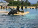 200704_Tenerife_Loro_Parque_085.jpg