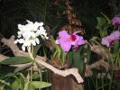 200704_Tenerife_Loro_Parque_092.jpg