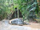 200704_Tenerife_Loro_Parque_094.jpg