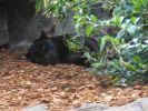 200704_Tenerife_Loro_Parque_096.jpg