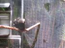 200704_Tenerife_Loro_Parque_100.jpg