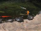 200704_Tenerife_Loro_Parque_102.jpg