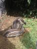 200704_Tenerife_Loro_Parque_103.jpg