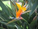 200704_Tenerife_Loro_Parque_104.jpg