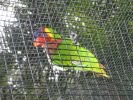 200704_Tenerife_Loro_Parque_113.jpg