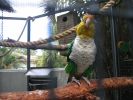 200704_Tenerife_Loro_Parque_115.jpg