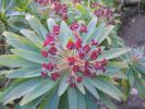 200704_Tenerife_Masca_021.jpg
