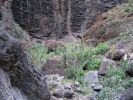 200704_Tenerife_Masca_041.jpg