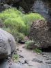 200704_Tenerife_Masca_059.jpg