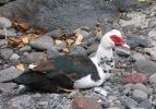 200704_Tenerife_Masca_064b.jpg