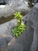 200704_Tenerife_Masca_079.jpg