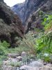 200704_Tenerife_Masca_088.jpg