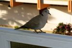 GranCanaria_200710_-_11.jpg