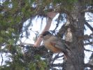 Kuusamo_200803_05.jpg