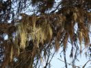 Kuusamo_200803_08.jpg
