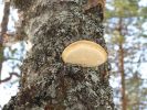 Kuusamo_200803_21.jpg