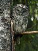 Ranua_Zoo_2008_003.jpg