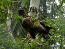 Ranua_Zoo_2008_004.jpg