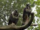 Ranua_Zoo_2008_005.jpg